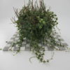 Peperomia Prostrata Hanging