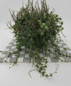 Peperomia Prostrata Hanging