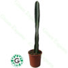 Cactus long Spine 60cm