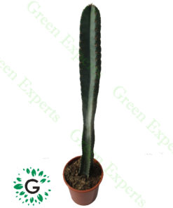 Cactus long Spine 60cm