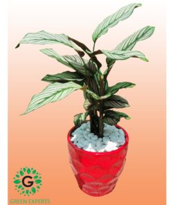Calathea Whitestar 70cm / كالاتيا ويتيستار