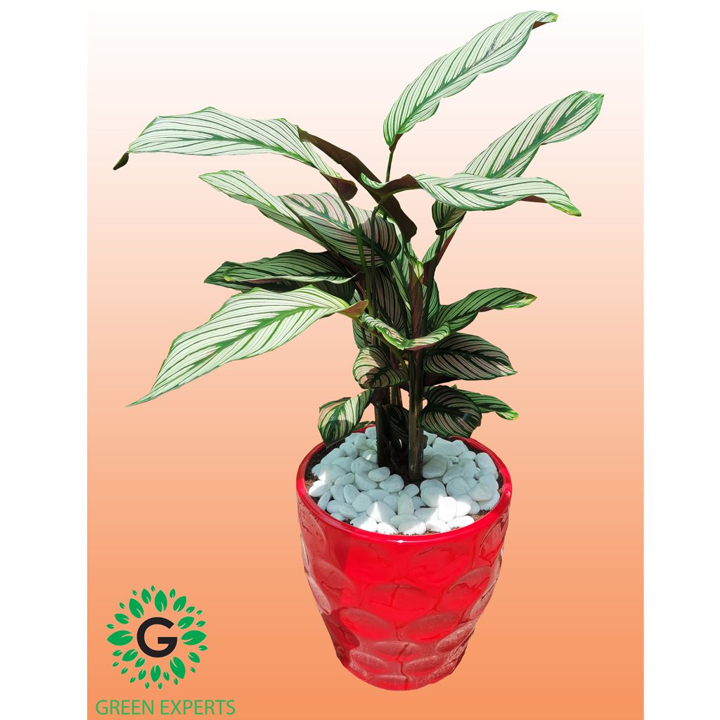 Calathea-Whitestar-01 Calathea Whitestar 70cm / كالاتيا ويتيستار