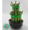 Dracaena Sanderiana 2 layers