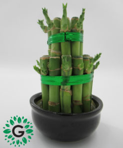 Dracaena Sanderiana 2 layers