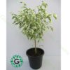 Ficus Starlight 65cm