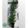 Ficus diversifolia “Cone Shape” 2.2m