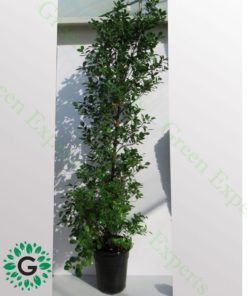 Ficus diversifolia “Cone Shape” 2.2m