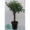 Ficus diversifolia Twisted “Single Head” 100cm