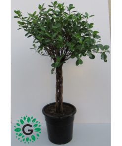 Ficus diversifolia Twisted “Single Head” 100cm
