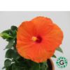 Hibiscus orange