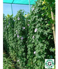 Ipomoea Creeper "4 Sticks" 180cm