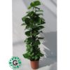 Money Plant 120cm
