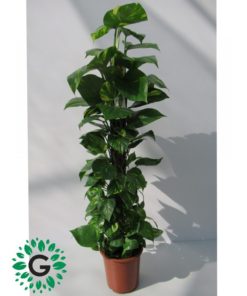 Money Plant 120cm