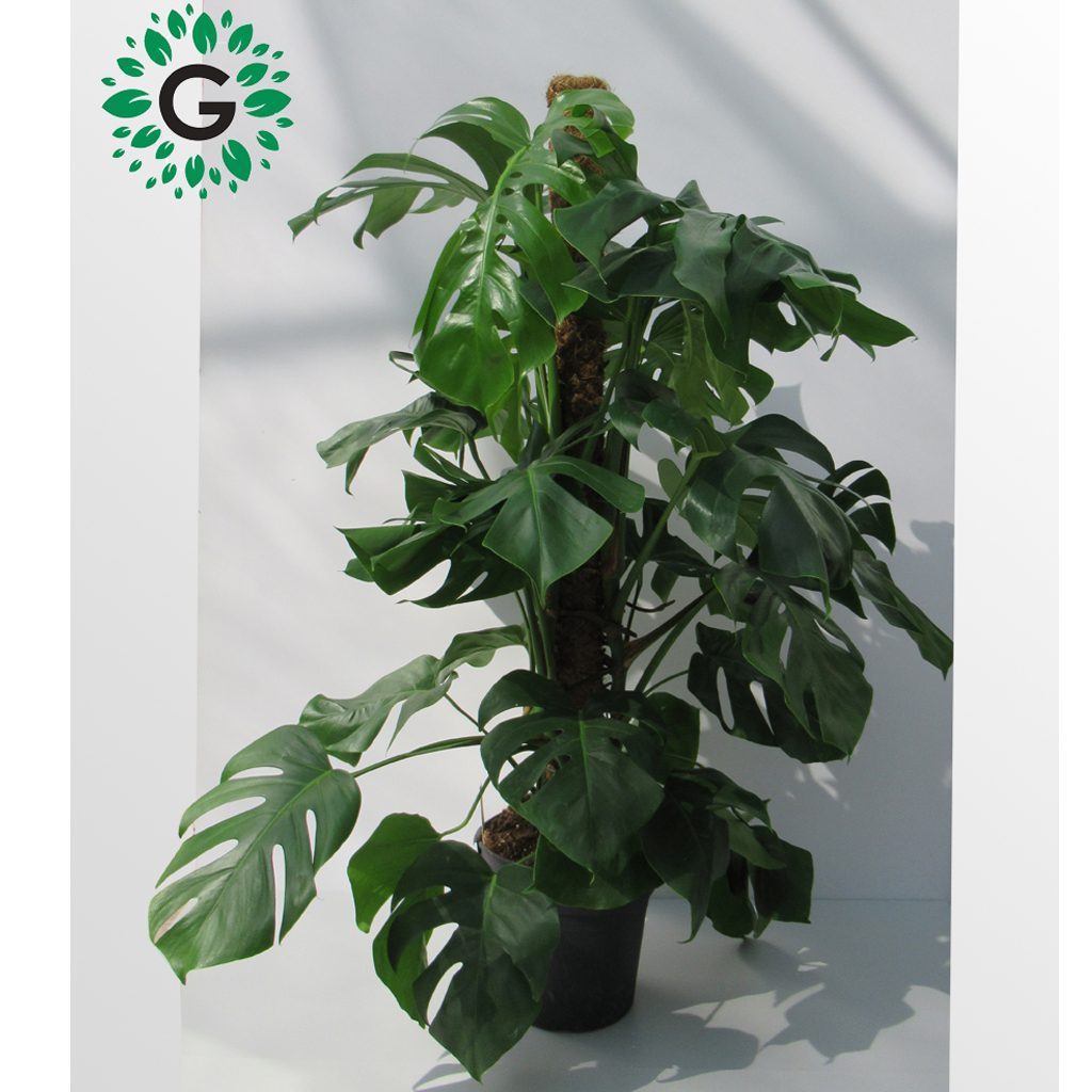 MONSTERA THAI CONSTELLATION main image 0