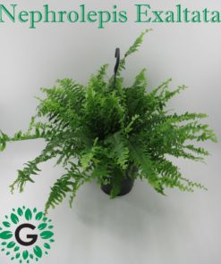 Nephrolepis Exaltata,