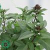 Ocimum tenuiflorum/Tulsi plant/Holy Basil 30cm