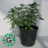 Ocimum tenuiflorum/Tulsi plant/Holy Basil 30cm