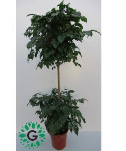 Radermachera Sinica 140cm / راديرماتشيرا سينيكا