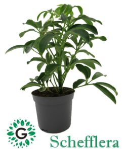 Schefflera
