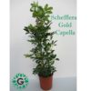 Schefflera Arboricola ‘Gold Capella’ OR Dwarf Umbrella Tree