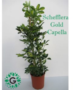 Schefflera Arboricola ‘Gold Capella’ OR Dwarf Umbrella Tree