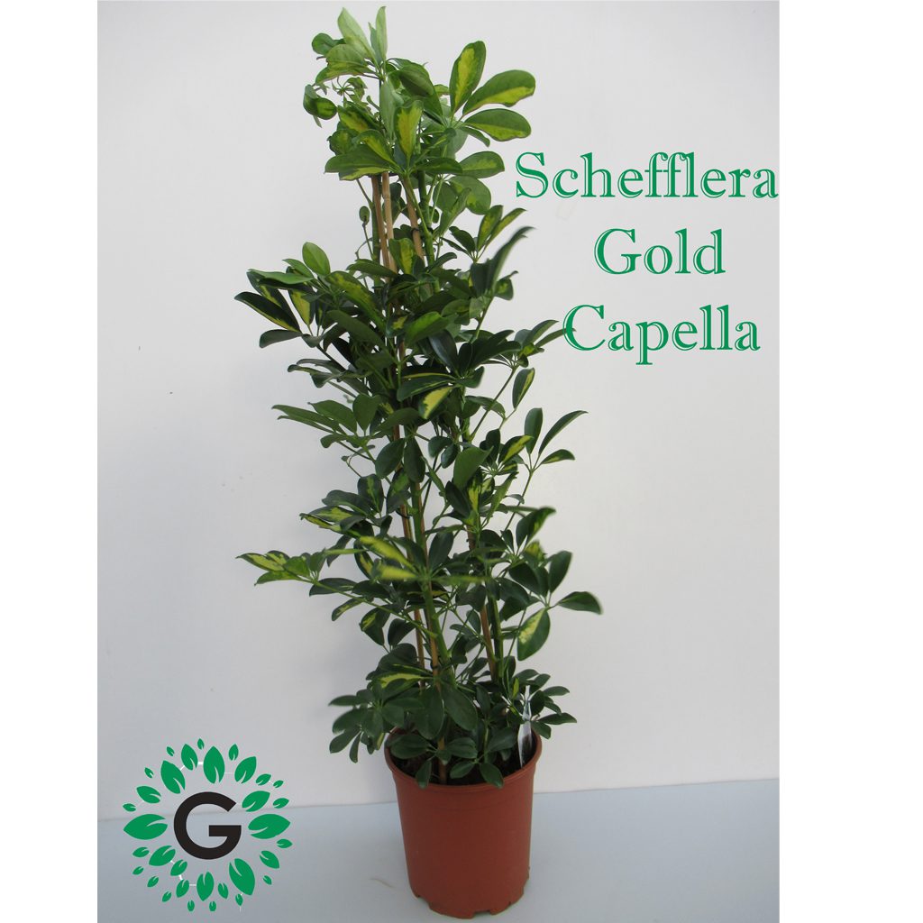 Schefflera Arboricola Gold Capella OR Dwarf Umbrella Tree Green Schefflera Arboricola Gold Capella OR Dwarf Umbrella Tree Green