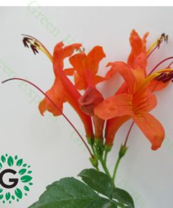 Tecoma Capensis Orange 60cm