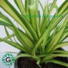 Variegated Dwarf Pandanus 30cm