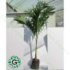 Veitchia Merrillii “Manila Palm” 2.5m to 3m