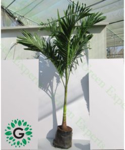 Veitchia Merrillii “Manila Palm” 2.5m to 3m