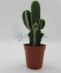 Cactus Multi Fingers