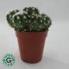 Cactus Multihead 5cm