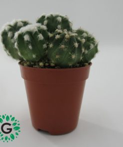 Cactus Multihead 5cm
