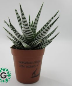 Haworthia Zebra
