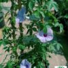 Ipomoea Creeper 