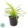 Variegated Dwarf Pandanus 30cm