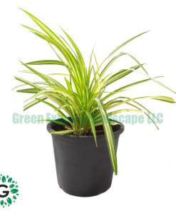 Variegated Dwarf Pandanus 30cm