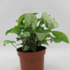Syngonium podophyllum or Arrow Head Plant