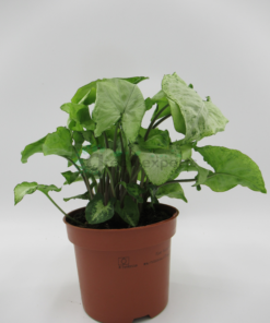 Syngonium podophyllum or Arrow Head Plant