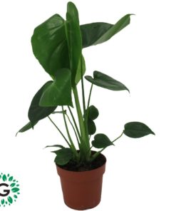Monstera Deliciosa P14