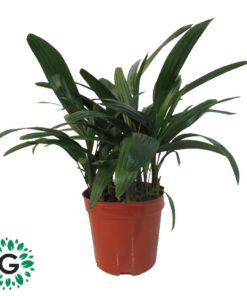Rhapis Excelsa 35cm رابيس اكسلسا