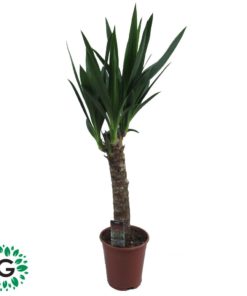 Yucca Filamantosa P14 / يوكا فيلمانتوسا