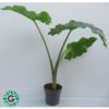 Elephant's Ear Alocasia 80cm