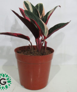 Calathea Stromanthe 30cm