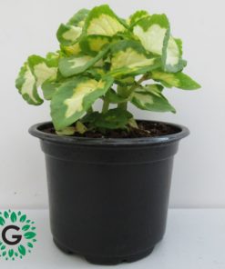 Coleus Green