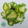 Coleus Green