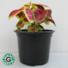 Coleus Mix