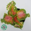 Coleus Pink Mix