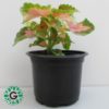 Coleus Pink Mix