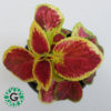 Coleus Mix